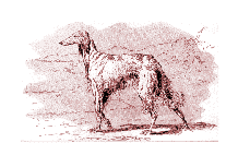 (Saluki) Afghan Greyhound Shahzada by R.H. Moore